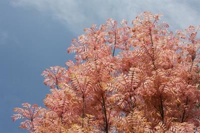 Toona sinensis